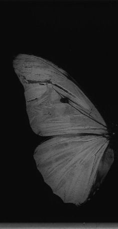 a black and white photo of a butterfly in the dark with its wings spread out