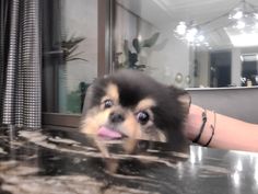 a small dog sticking its tongue out on a counter top in front of a mirror