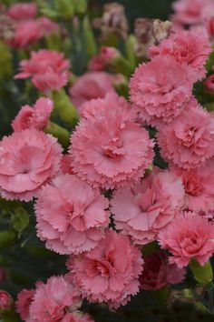 pink flowers are blooming in the garden