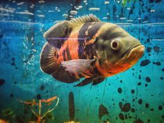 a fish swimming in an aquarium with algae on the bottom and water bubbles all around it