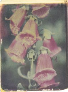 an old photo of pink flowers with green leaves