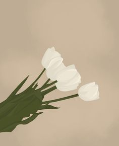 three white tulips are in a vase on a brown background with green stems