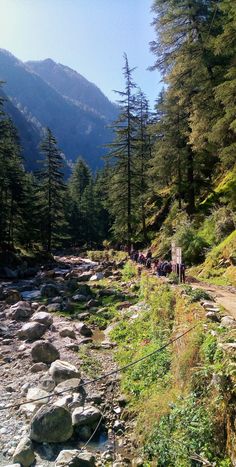 some people are walking on the side of a mountain stream with rocks and trees in the foreground