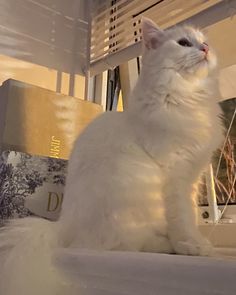 a white cat sitting on top of a window sill