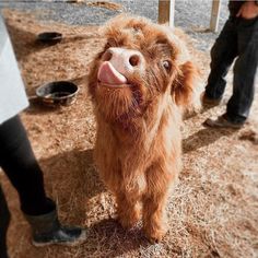 a small brown cow standing on top of dry grass