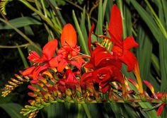 red flowers with green leaves in the background