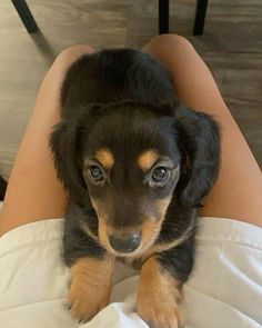 a small black and brown dog laying on top of a woman's lap with her legs crossed