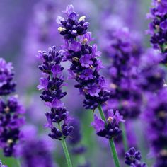 purple flowers are growing in the field