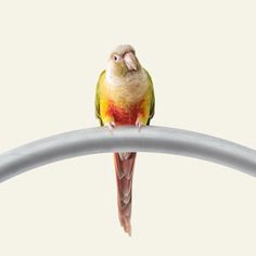 a colorful bird sitting on top of a metal bar