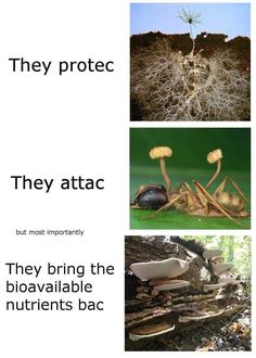 three different pictures with the caption they protect them from pests and other insects