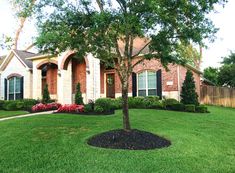 a tree in the front yard of a house with landscaping around it and bushes on either side