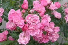 pink flowers are blooming in the garden