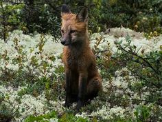 a small fox sitting in the middle of a forest