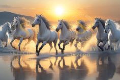 a group of white horses running on the beach in front of the sun at sunset