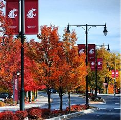 an empty street lined with fall colored trees and red banners hanging from the side of it