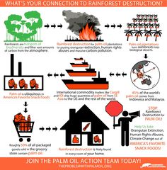 an info poster describing the dangers of rainforest fires and how to use them for safety