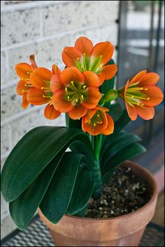 an orange flower in a pot on a table