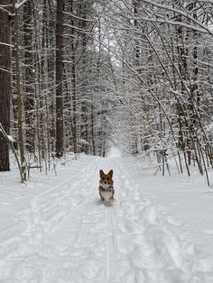 #corgis #corgisofinstagram #corgigram #corgilove #corgicommunity #corgination #corgipuppy #corgistagra #corgisworld_feature #corgisarethebest #corgilovers #corgicuteness #corgisrule #corgisdaily #corgisofinsta #corgisarelife #corgipaws #corgiswag #corgitales #corgisandfriends #corgistyle #corgicollection #corgimoments #corgiworld_feature #corgioftheday #corgiaddict #corgicommunitynetwork #corgis_of_the_world #corgistation #corgifeatured Winter Widgets, Corgi Sploot, Victorian Things, Corgi Mix, Winter Mood, Snow Girl, Cardigan Welsh Corgi, Winter Animals, Cute Corgi