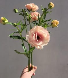 a person is holding a bunch of pink flowers in their hand, with the stems still attached