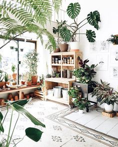 a living room filled with lots of potted plants