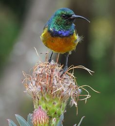 a colorful bird sitting on top of a flower