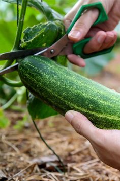 Gemüseanbau In Kübeln, Cucumber Gardening, Small Vegetable Gardens, Cucumber Plant, Growing Cucumbers, Compost Tea, Vegetable Garden Diy, Garden Harvest