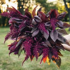 a person holding a purple plant in their hand