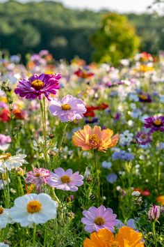 a field full of colorful flowers with trees in the background