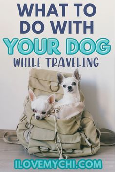 two small dogs sitting in a bag with the words what to do with your dog while traveling