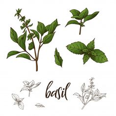 basil leaves and flowers on a white background with the word basil written in black ink