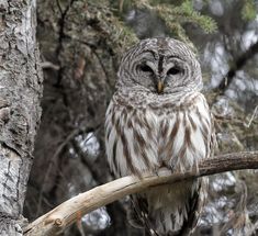 an owl sitting on top of a tree branch