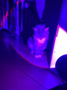 a cat sitting on top of a wooden floor next to a purple light in a room