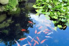 a pond filled with lots of fish swimming next to green plants and rocks in the water