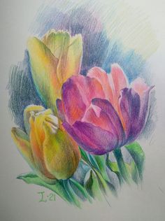 colored pencil drawing of three tulips