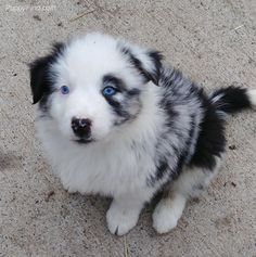 a black and white puppy with blue eyes sitting on the ground