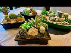 several different types of succulents are arranged on a table