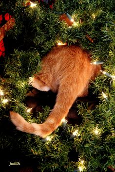 an orange cat sitting in the middle of a wreath with christmas lights on it's sides