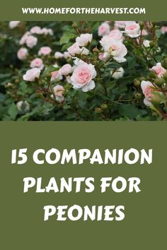 some pink flowers with the words 15 companion plants for peonies on top of them