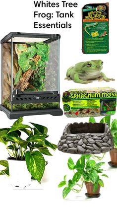 an assortment of plants, rocks and other items in a tank with text overlay that says whites tree frog tank essentials