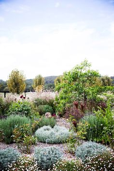 the garden is full of flowers and plants