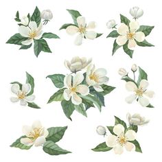 white flowers with green leaves and buds on a white background, watercolor painting illustration