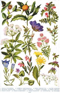 an illustration of various flowers and leaves