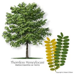 an image of a tree with leaves and the words thornless honey locus on it