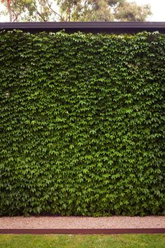 a wall covered in green plants next to a bench