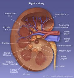 the right kidney is shown with labels on it