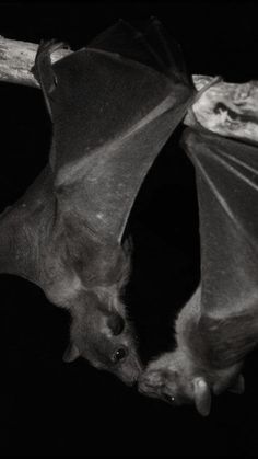 a black and white photo of a bat hanging upside down