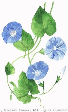 blue flowers with green leaves are shown in this watercolor painting by artist michael brown