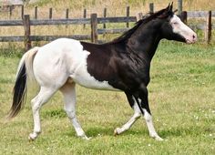 a black and white horse is walking in the grass