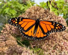 a large orange butterfly sitting on top of a flower