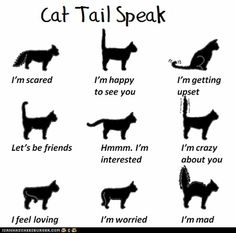 the silhouettes of cats and dogs are shown in different ways, including one that says i'm scared to see you